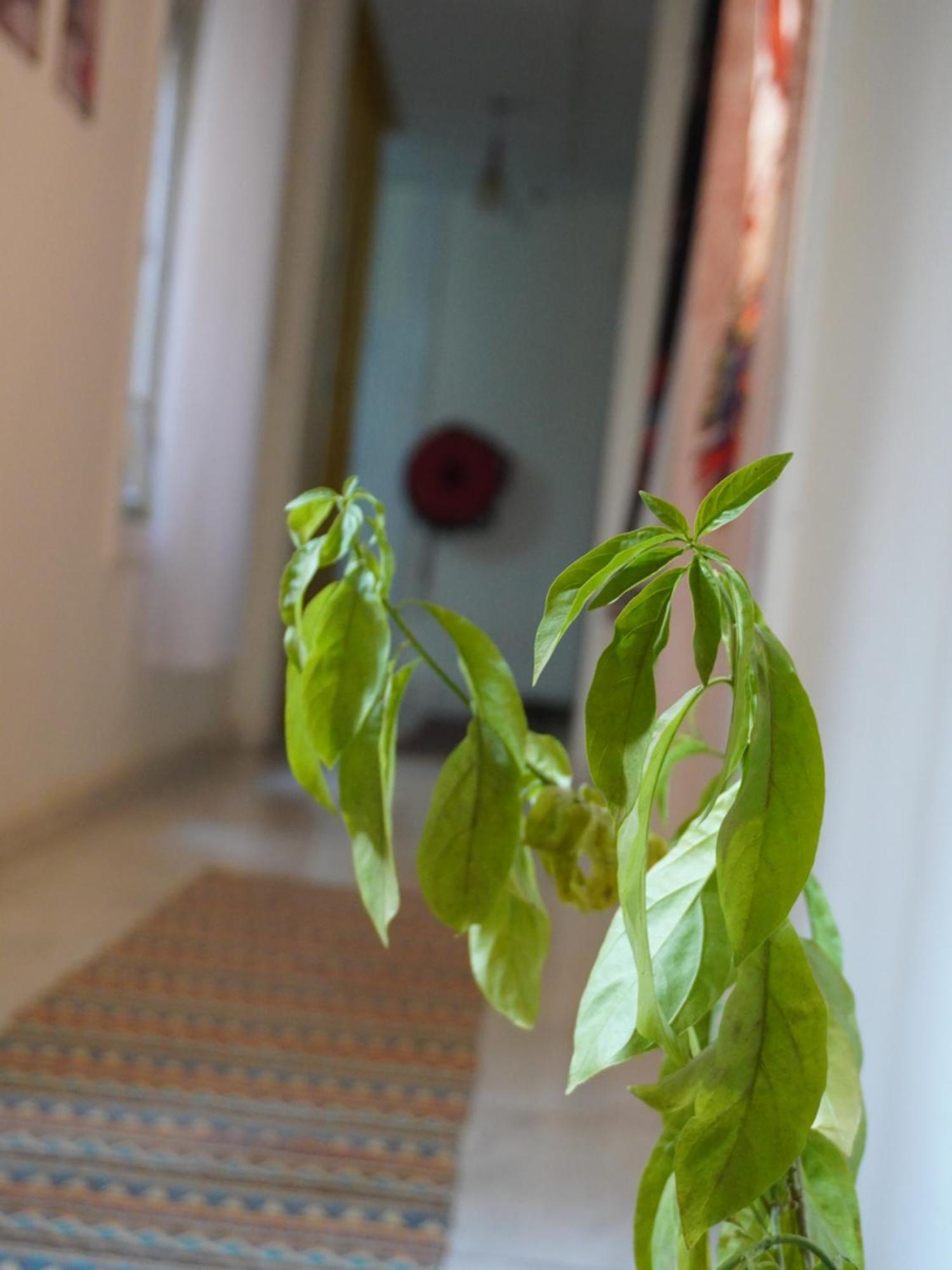 Rhala Hostel Egypt 카이로 외부 사진